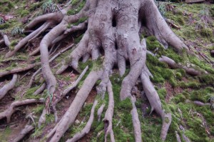 Baumwurzeln